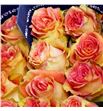 Rosa ecu grandiosa 50 - REGRA1