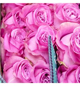 Rosa ecu queens crown 50 - REQUECRO
