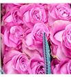Rosa ecu queens crown 50 - REQUECRO1