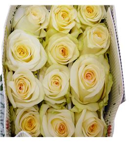 Rosa ecu candlelight 40 - RECAN