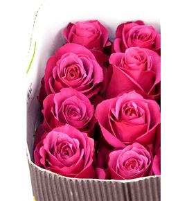 Rosa ecu cherry o 50 - RECHEO