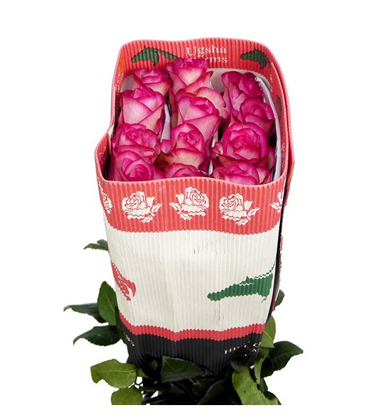 Rosa ecu carrousel 50 - RECAR