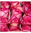 Rosa ecu carrousel 50 - RECAR1