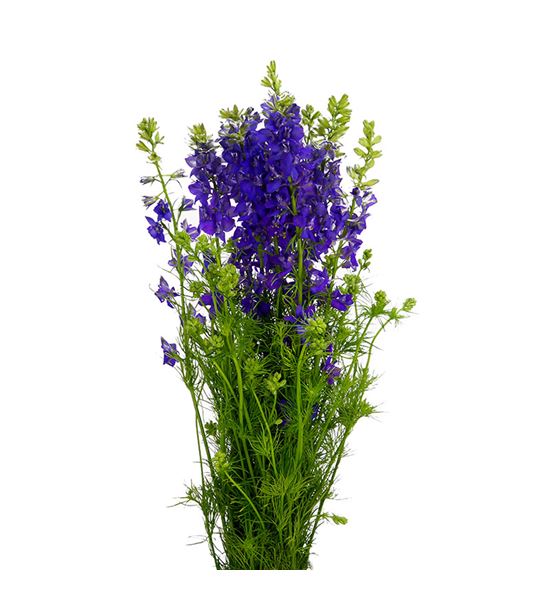 Delphinium ridderspoor azul dnk 90 - DELDIPAZUDNK