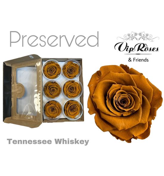 Rosa preservada tennessee whiskey 6 unid - ROSPRETENWHI6