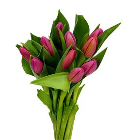 Tulipan ace pink 36 - TULACEPIN
