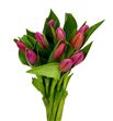 Tulipan ace pink 36 - TULACEPIN