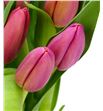 Tulipan ace pink 36 - TULACEPIN1
