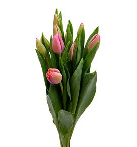 Tulipan carola 45 - TULCAR
