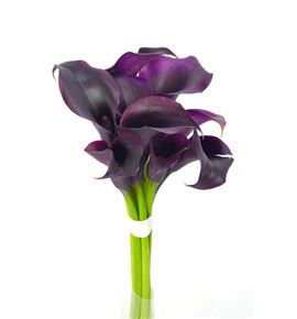 Cala odessa 55 - ZANODE