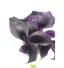 Cala odessa 55 - ZANODE