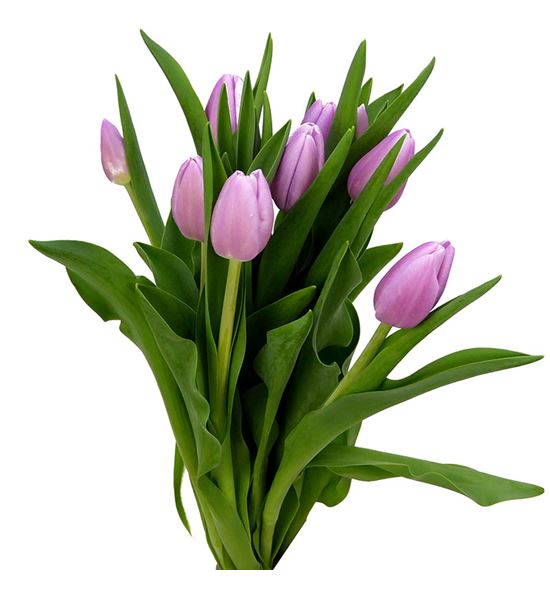 Tulipan argos 42 - TULARG