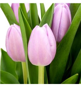 Tulipan argos 42 - TULARG