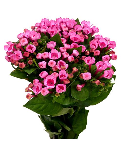 Bouvardia hot pink 60 - BOUHOTPIN