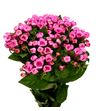 Bouvardia hot pink 60 - BOUHOTPIN