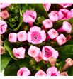 Bouvardia hot pink 60 - BOUHOTPIN1