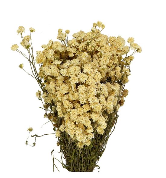Achilea seca ptarmica white - ACHSECPTAWHI