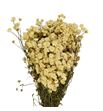 Achilea seca ptarmica white - ACHSECPTAWHI