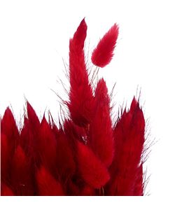 Lagurus seco rojo - LAGSECROJ