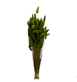 Lagurus seco verde - LAGSECVER