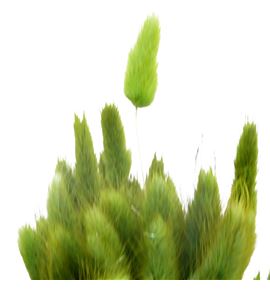 Lagurus seco verde - LAGSECVER