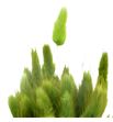 Lagurus seco verde - LAGSECVER1