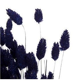 Phalaris azul oscuro - PHAAZUOSC