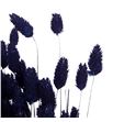 Phalaris azul oscuro - PHAAZUOSC1