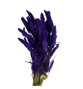 Setarea purple - SETPUR