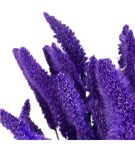 Setarea purple - SETPUR