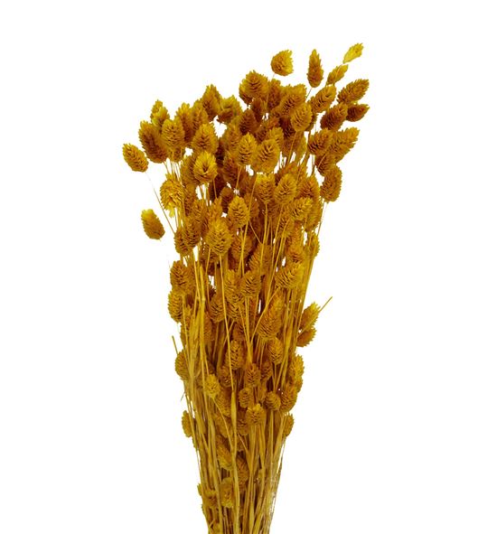 Phalaris amarillo 190gr - PHAAMA