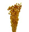 Phalaris amarillo 190gr - PHAAMA