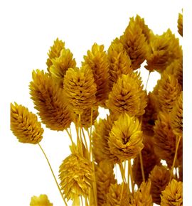 Phalaris amarillo 190gr - PHAAMA