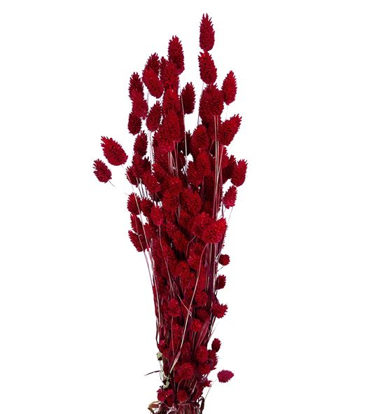 Phalaris rojo 190gr - PHAROJ