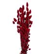 Phalaris rojo 190gr - PHAROJ