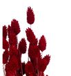 Phalaris rojo 190gr - PHAROJ1