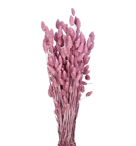 Phalaris rosa claro 190gr - PHAPINMIS