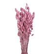 Phalaris rosa claro 190gr - PHAPINMIS