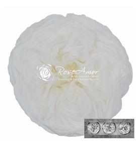Rosa preservada kabukyza white 01 3unid - ROSPREKABWHI01
