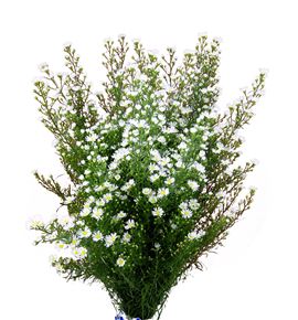 Aster claudia 80 - ASTCLA