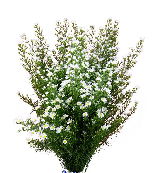 Aster claudia 80 - ASTCLA