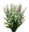 Aster claudia 80 - ASTCLA