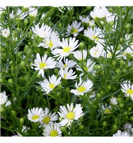 Aster claudia 80 - ASTCLA