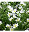 Aster claudia 80 - ASTCLA1