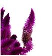 Celosia plumosa celway purple 70 - CELPLUCELPUR1