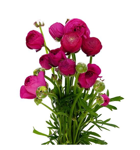 Ranunculo azuur deep rose 35 - RANAZUDEEROS