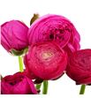 Ranunculo azuur deep rose 35 - RANAZUDEEROS1