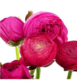 Ranunculo azuur deep rose 40 - RANAZUDEEROS