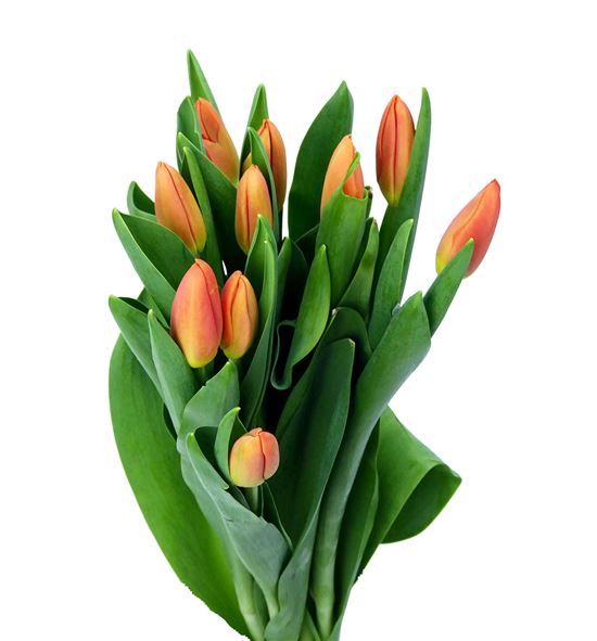Tulipan orange juice 38 - TULORAJUI