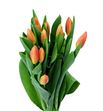 Tulipan orange juice 38 - TULORAJUI